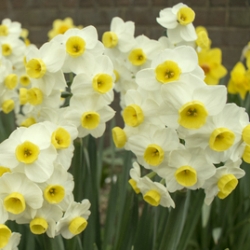 Minnow Daffodil Narcissus, Tulip World