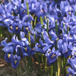 Dark Blue Specie Iris
