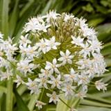 Scilla Peruviana White Moon