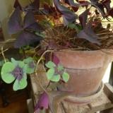 Oxalis Tetraphylla in a pot with Regnellii