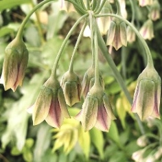 Bulgaricum (Nectaroscordum Siculum) Allium