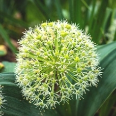 Karatavience Allium