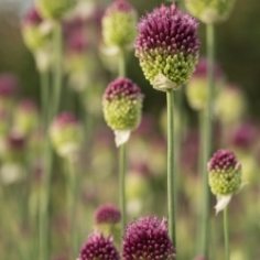 Sphaerocephalum Allium Sphaerocephalum Allium