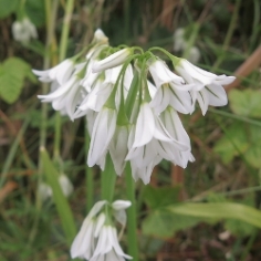 Triquetrum Allium