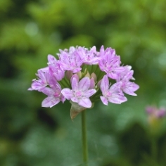 Unifolium Allium