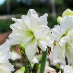 Amaryllis for the Garden Collection