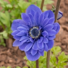 Double Lord Lieutenant Anemone Double Lord Lieutenant Anemone