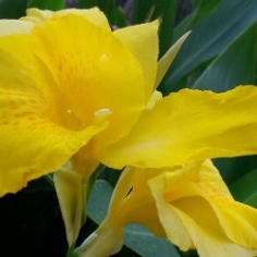 King City Gold Giant Canna