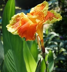 Yellow King Humbert Giant Canna Yellow King Humbert Giant Canna