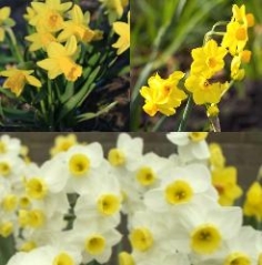 Miniature Daffodil Collection