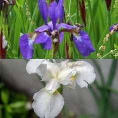 Siberian Iris Collection