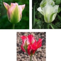 Viridiflora Tulip Collection