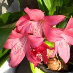 Ellen Bosanquet Crinum Ellen Bosanquet Crinum