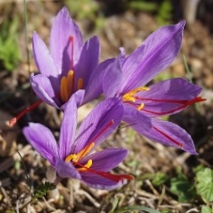 Crocus Sativus (Fall-Flowering) Crocus Sativus (Fall-Flowering)
