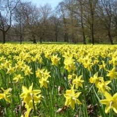 Yellow Trumpet Daffodils by the Bushel