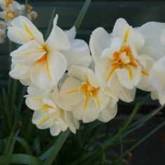 Sir Winston Churchill Daffodil