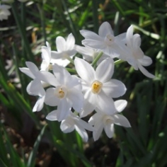 Inbal Paperwhite Daffodil