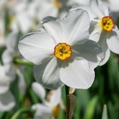 Actaea Daffodil Actaea Daffodil