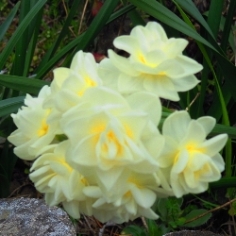 Yellow Cheerfulness Daffodil Yellow Cheerfulness Daffodil