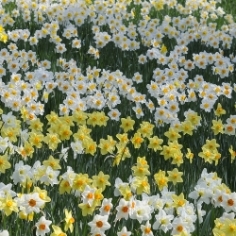 Naturalizing Daffodils by the Bushel