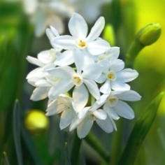Ziva Paperwhite Daffodil
