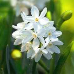 Ziva Paperwhite Daffodil Ziva Paperwhite Daffodil
