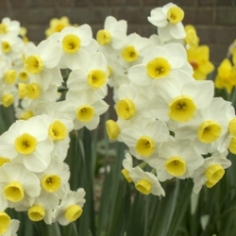 Minnow Daffodil Minnow Daffodil