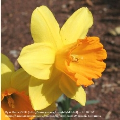 Fortune Daffodils by the Bushel