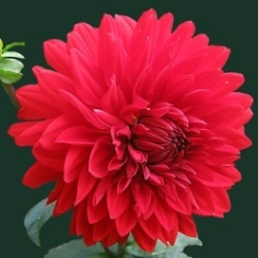 Barbarosa Dahlia Barbarosa Dahlia