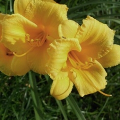 Mary Todd Daylily Clumps
