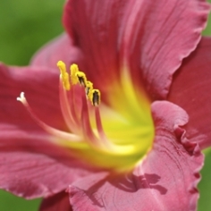 Mary Reed Daylily Clumps