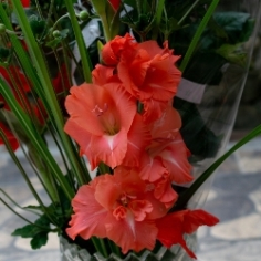 Gladiolus Collection