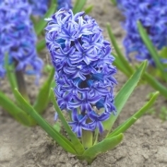 Delft Blue Hyacinth