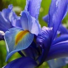 Blue Ribbon Dutch Iris