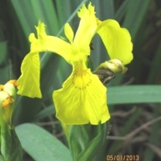 Rising Sun Japanese Iris Clumps