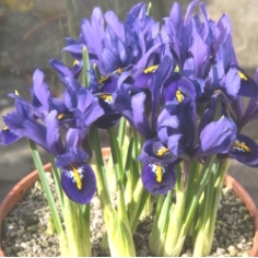 Iris Reticulata