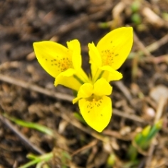 Danfordiae Dwarf Iris