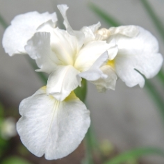 Snow Queen Siberian Iris Clumps