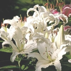 Siberia Oriental Lily