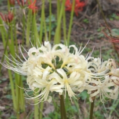 Albiflora Lycoris