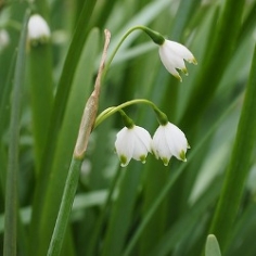 Leucojum Aestivum 'Gravetye Giant' Leucojum Aestivum 'Gravetye Giant'