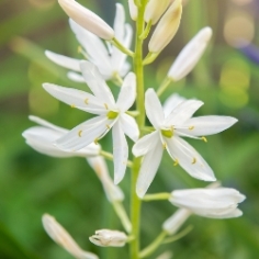 Leichtlinii Alba Camassia Leichtlinii Alba Camassia