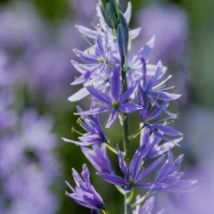 Quamash 'Esculenta' Camassia Quamash 'Esculenta' Camassia