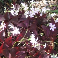 Oxalis Regnellii Triangularis