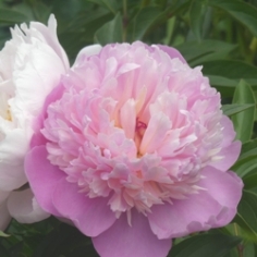 Monsieur Jules Elie Peony Clumps Monsieur Jules Elie Peony Clumps