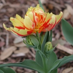 Monsella Tulip