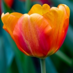 Apeldoorn Elite Tulip