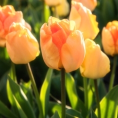 Daydream Tulip