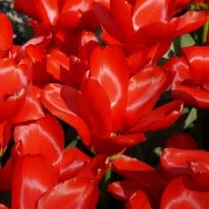 Red Emperor (Madame Lefeber) Tulip