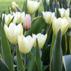 White Purissima Emperor Tulip
